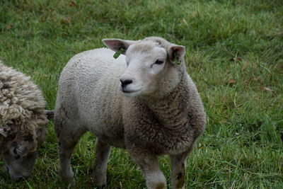 Sheep standing in a field