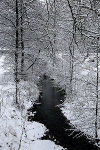 Reflection of bare trees on snow covered land