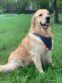 Rear view of golden retriever on field