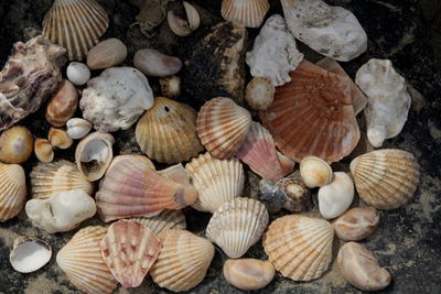 Close-up of seashells on beach