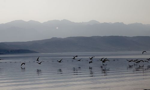 Flock of birds in lake against mountain range