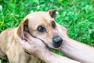 Owner holding dog's face in hands with great love and care.