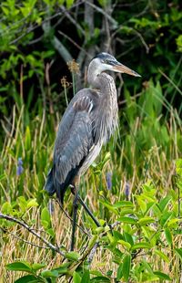 High angle view of gray heron perching on a field