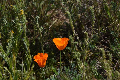 Close-up of wet orange flowers