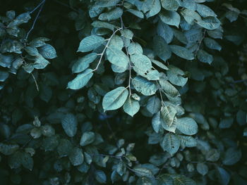 Full frame shot of leaves