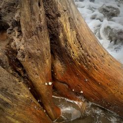 Close-up of tree trunk during winter