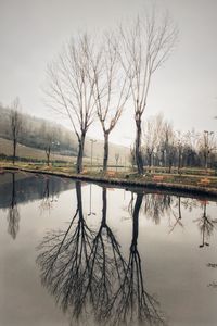 Bare tree by lake against sky