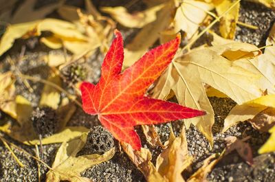 Close-up of maple leaves on field