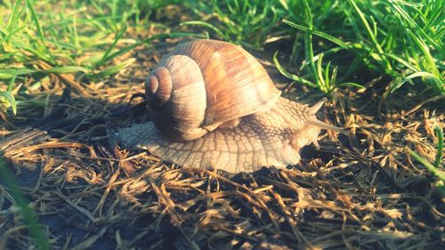 Close-up of snail on leaf