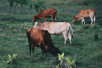 Cows on field