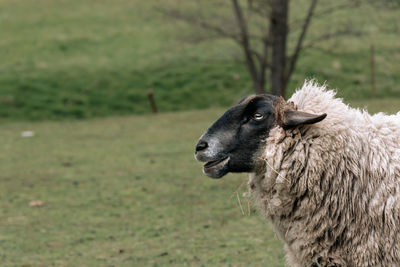 Close-up of an animal on field