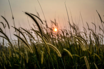 Close-up of stalks in field against sunset sky