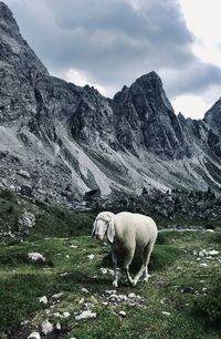 Sheep in mountain landscape