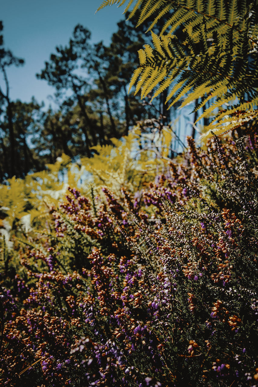 CLOSE-UP OF YELLOW FLOWERING PLANT ON FIELD AGAINST SKY