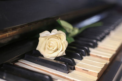 High angle view of white roses