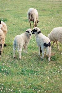 Sheep standing in a field