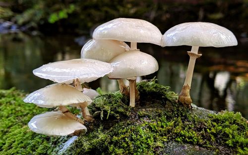 Close-up of mushroom growing in forest
