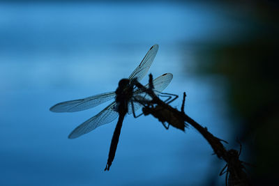 Close-up of dragonfly on twig