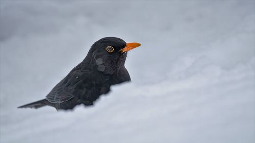 Close-up of a bird looking away