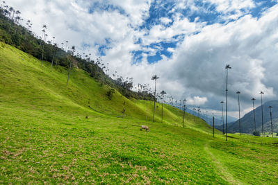 Low angle view of palm trees by mountain against sky