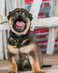 Cute little puppy is yawning into the camera