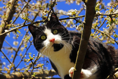 Portrait of a cat on branch