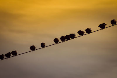 Low angle view of silhouette birds perching on cable against sky