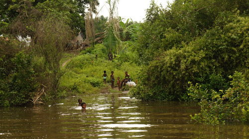 Swan swimming in river by trees in forest