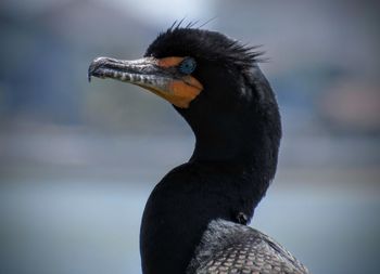 Close-up of cormorant