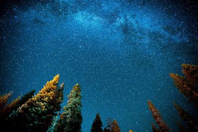 Low angle view of trees against star field at night