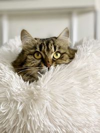 Close-up portrait of a cat at home