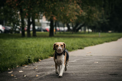 Portrait of dog on footpath