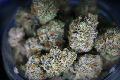 Close up of marijuana buds