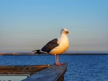 Seagull flying over sea