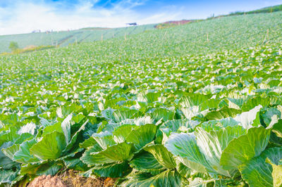 Close-up of fresh green field against sky