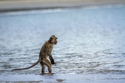 Side view of a monkey looking away