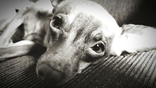 Close-up portrait of a dog