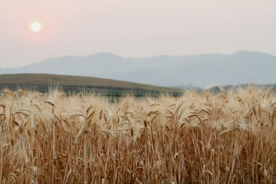 Scenic view of wheat field against sky