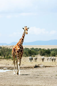 View of giraffe on field against sky