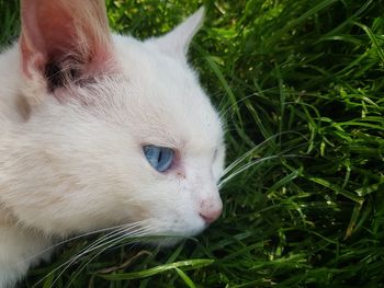 Close-up of a cat looking away