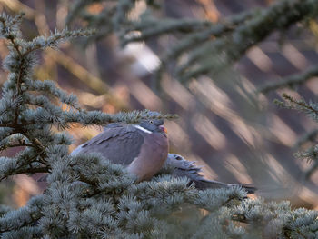 Close-up of bird perching on tree