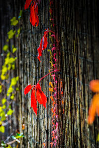 Close-up of red flower hanging on tree trunk