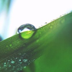 Close-up of green grass