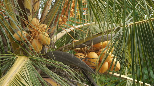 Close-up of bamboo outdoors