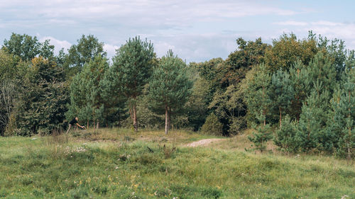 Trees on field against sky