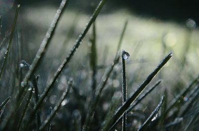 Close-up of wet insect on grass