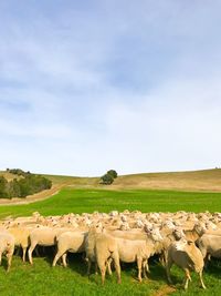 Sheep grazing on field against sky