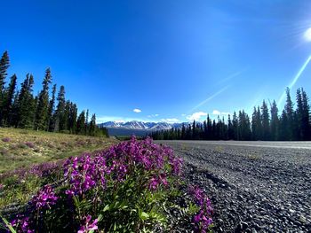 Purple flowering plants on land against blue sky