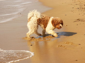 Spanish water dog walking at beach