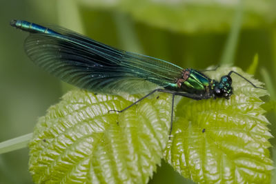 Close-up of grasshopper on leaf